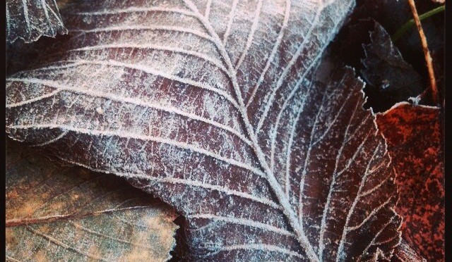 icy_leaf